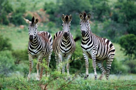 Zebra stepní (Equus quagga) je nejrozíenjím druhem zeber. Její vzácnjí poddruh, zebra kvaga (Equus quagga quaga), který ml pruhování jen na hlav a na krku, dnes u vyhynul.