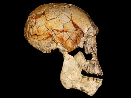 Seznamte se: Homo rudolfensis. Lebka KNM-ER 1470 nalezená v roce 1972 zkombinovaná s tém kompletní dolní elistí KNM-ER 60000 nalezenou v prbhu let 2007 a 2009. Dolní elist je znázornna jako fotografická rekonstrukce, lebka je zaloena na digitáln