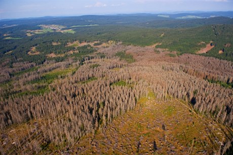 Uschlý les na erné hoe smrem od státní hranice s Bavorskem do vnitrozemí v Národním parku umava na leteckém snímku z 11. záí 2012.