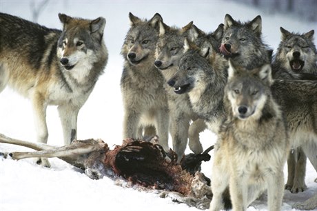 V celém Nmecku ije asi 80 a 160 vlk, kteí se sdruují do 18 smeek. Ilustraní foto.
