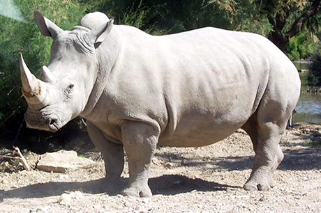 V poslední dob se pytláci zamují práv na nosoroce bílého.