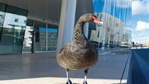 Deset předpovědí se inspiruje dílem Nassima Nicholase Taleba s názvem Black Swan. Černá labuť zde symbolizuje vzácnou historickou událost, která má na společnost obrovský dopad. Deset předpovědí se inspiruje dílem Nassima Nicholase Taleba s názvem Black Swan. Černá labuť zde symbolizuje vzácnou historickou událost, která má na společnost obrovský dopad.