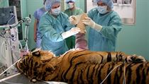 Frakturu humeru u tygra operovali na sále zvěrolékaři brněnské Veterinární a farmaceutické univerzity, včetně současného děkana veterinární fakulty Aloise Nečase. Frakturu humeru u tygra operovali na sále zvěrolékaři brněnské Veterinární a farmaceutické univerzity, včetně současného děkana veterinární fakulty Aloise Nečase.