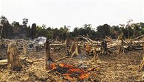 Likvidace deštného pralesa v provincii Východní Kalimantan na indonéské části ostrova Borneo. Likvidace deštného pralesa v provincii Východní Kalimantan na indonéské části ostrova Borneo.
