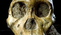 Nový druh Australopithecus sediba je stár 1,977 milionu let. Nový druh Australopithecus sediba je stár 1,977 milionu let.