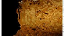 Prstové vrypy nejspíše dětí objevili v roce 2006 archeologové Leslie Van Gelderová a její manžel Kevin Sharpe z Walden University. Prstové vrypy nejspíše dětí objevili v roce 2006 archeologové Leslie Van Gelderová a její manžel Kevin Sharpe z Walden University.