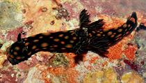 Jeden z nových nejzajímavějších druhů roku, mořského slimáka či humra bez krunýře (Nembrotha nudibranch), objevili kalifornští biologové na Filipínách. Jeden z nových nejzajímavějších druhů roku, mořského slimáka či humra bez krunýře (Nembrotha nudibranch), objevili kalifornští biologové na Filipínách.