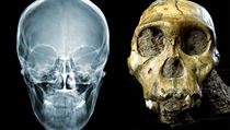 Lebka nedávno objeveného hominidního druhu Australopithecus sediba. Lebka nedávno objeveného hominidního druhu Australopithecus sediba.