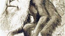 Charles Darwin z opice pocházel, jak ukázala jeho dobová karikatura z roku 1871, ale prezidentův poradce Petr Hájek rozhodně nikoli, jak před třemi lety zdůraznil. Charles Darwin z opice pocházel, jak ukázala jeho dobová karikatura z roku 1871, ale prezidentův poradce Petr Hájek rozhodně nikoli, jak před třemi lety zdůraznil.