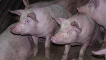Complaints about bad smells frequently come from those living near bio-gas units, food and livestock processing facilities, and vehicle bodywork plants Complaints about bad smells frequently come from those living near bio-gas units, food and livestock processing facilities, and vehicle bodywork plants
