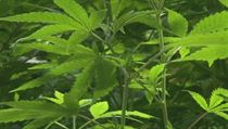 Czech firms could be cleared to grow and process medical marijuana, says a working group preparing to allow the drug on prescription Czech firms could be cleared to grow and process medical marijuana, says a working group preparing to allow the drug on prescription