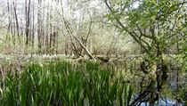 The flood plain habitat of the hermit beetle, which Arnika says is threatened by further mining The flood plain habitat of the hermit beetle, which Arnika says is threatened by further mining