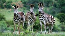 Zebra stepní (Equus quagga) je nejrozšířenějším druhem zeber. Její vzácnější poddruh, zebra kvaga (Equus quagga quaga), který měl pruhování jen na hlavě a na krku, dnes už vyhynul. Zebra stepní (Equus quagga) je nejrozšířenějším druhem zeber. Její vzácnější poddruh, zebra kvaga (Equus quagga quaga), který měl pruhování jen na hlavě a na krku, dnes už vyhynul.