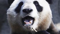 Pandí matka Shin Shin v dubnu žádnou diplomacii neřešila a spokojeně v tokijské zoo pojídala bambus. Pandí matka Shin Shin v dubnu žádnou diplomacii neřešila a spokojeně v tokijské zoo pojídala bambus.