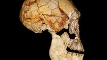 Seznamte se: Homo rudolfensis. Lebka KNM-ER 1470 nalezená v roce 1972 zkombinovaná s téměř kompletní dolní čelistí KNM-ER 60000 nalezenou v průběhu let 2007 až 2009. Dolní čelist je znázorněna jako fotografická rekonstrukce, lebka je založena na digitáln Seznamte se: Homo rudolfensis. Lebka KNM-ER 1470 nalezená v roce 1972 zkombinovaná s téměř kompletní dolní čelistí KNM-ER 60000 nalezenou v průběhu let 2007 až 2009. Dolní čelist je znázorněna jako fotografická rekonstrukce, lebka je založena na digitáln