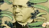 Brněnský opat Gregor Johann Mendel formuloval takzvané tři Mendelovy zákony dědičnosti, a je proto označován za „otce genetiky“. Brněnský opat Gregor Johann Mendel formuloval takzvané tři Mendelovy zákony dědičnosti, a je proto označován za „otce genetiky“.
