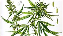 Zakleté rostlinky konopí (cannabisu) doprovázejí lidstvo nejméně od časů Hérodotových. Zakleté rostlinky konopí (cannabisu) doprovázejí lidstvo nejméně od časů Hérodotových.