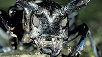 Tesaříci Anoplophora (na snímku druh A. glabripennis) jsou do Evropy opakovaně zavlékáni se zásilkami okrasných listnáčů včetně bonsají nebo s dřevěným obalovým materiálem. Tesaříci Anoplophora (na snímku druh A. glabripennis) jsou do Evropy opakovaně zavlékáni se zásilkami okrasných listnáčů včetně bonsají nebo s dřevěným obalovým materiálem.