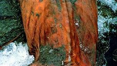 Nejrozpitější tetování světa by měl mít alpský Ötzi, mumie, v jejímž těle se tetovací pigment uchoval 5300 let. Britský vědec však pracuje v mnohem menším časovém rozpětí. Nejrozpitější tetování světa by měl mít alpský Ötzi, mumie, v jejímž těle se tetovací pigment uchoval 5300 let. Britský vědec však pracuje v mnohem menším časovém rozpětí.