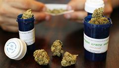 Marihuana určená pro lékařské účely. Federální úřady podnikly za Obamovy vlády dosud stovku zásahů proti institucím, které drogu pacientům poskytují. Marihuana určená pro lékařské účely. Federální úřady podnikly za Obamovy vlády dosud stovku zásahů proti institucím, které drogu pacientům poskytují.