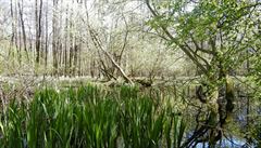 The flood plain habitat of the hermit beetle, which Arnika says is threatened by further mining The flood plain habitat of the hermit beetle, which Arnika says is threatened by further mining