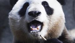 Pandí matka Shin Shin v dubnu žádnou diplomacii neřešila a spokojeně v tokijské zoo pojídala bambus. Pandí matka Shin Shin v dubnu žádnou diplomacii neřešila a spokojeně v tokijské zoo pojídala bambus.
