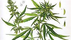 Zakleté rostlinky konopí (cannabisu) doprovázejí lidstvo nejméně od časů Hérodotových. Zakleté rostlinky konopí (cannabisu) doprovázejí lidstvo nejméně od časů Hérodotových.