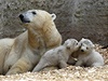 Mnichovská zoo pedvedla svtu dvojata polárního medvda, která pila na svt ped trnácti týdny. Ve stedu se poprvé pedvedli na veejnosti po boku matky Giovanny.  