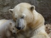 V zajetí se ledním medvdm moc nedaí. Úspný odchov se podaí v 10 a 20 procentech.