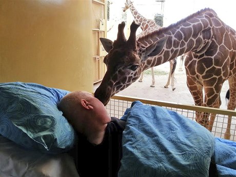 irafa v rotterdamské zoo olízla umírajícího bývalého chovatele, který se piel rozlouit s bývalými spolupracovníky a s milovanými zvíaty. 