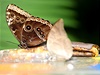 Kadoroní motýlí akce je unikátní jednak svým rozsahem, ale pedevím skuteností, e vystavovány jsou ivé exponáty .