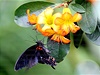 V ojedinlých pípadech si zaletí tropití motýli i do jiní Evropy. 