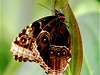 Návtvníci pak mají jedinenou monost sledovat líhnutí motýl na vlastní oi, co se v pírod podaí jen velmi vzácn... 