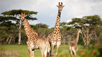 Karkloof Safari Spa & Game Reserve, Jihoafrická republika | na serveru Lidovky.cz | aktuální zprávy