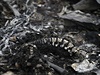 Ohoelé kosti na míst tragédie u msta Grabovo v Donckém regionu