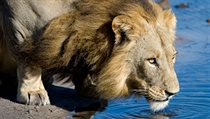 Lvi se museli v deltě Okavango přizpůsobit naprosto odlišným přírodním... | na serveru Lidovky.cz | aktuální zprávy