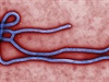 Virus ebola.