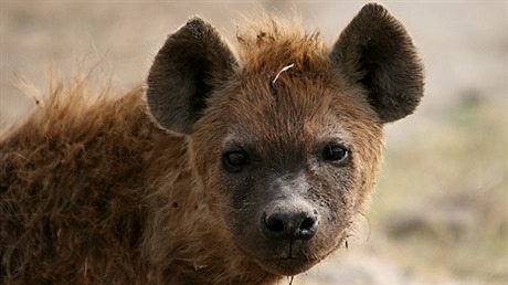 Hyeny se starají o zdraví kráteru Ngorongoro.