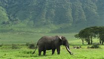 Staří samci se stahují do kráteru Ngorongoro kvůli šťavnaté stravě. | na serveru Lidovky.cz | aktuální zprávy