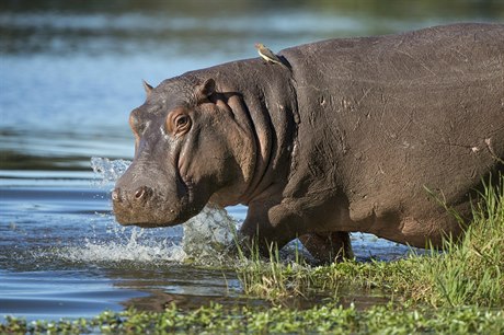 Hroch v Jihoafrické republice (ilustraní foto).