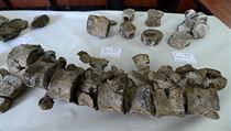 Zástupci České geologické služby představili na tiskové konferenci v Praze... | na serveru Lidovky.cz | aktuální zprávy