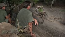 Být tak blízko slonům je fascinující zážitek. | na serveru Lidovky.cz | aktuální zprávy