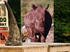 Na podporu mezinárodní kampan proti nesmyslnému zabíjení nosoroc v Africe a...