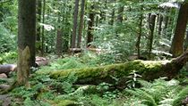Národní park Šumava - ilustrační foto. Národní park Šumava - ilustrační foto.