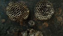 Veronika Šrek Bromová: Bee Face - skládačka (2011). Veronika Šrek Bromová: Bee Face - skládačka (2011).