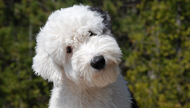 Bobtail, aneb Old English Sheepdog (staroanglick ovck pes).