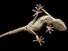 Gekon obrovský (Gekko gecko), Indonesia. (Adam Matyá)