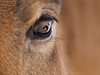Bo v oku Limy (Petr Jan Juraka). Na snímku je Lima, jeden ze ty koní...