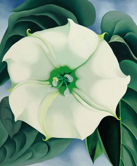 Obraz malíky OKeeffové s názvem Jimson Weed/White Flower No.1