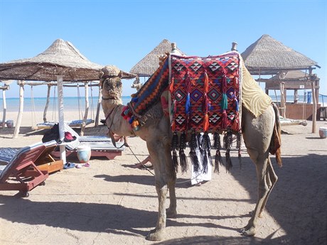 Sinajský poloostrov. Exotika za humny a za hubiku